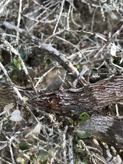 Arctostaphylos rudis