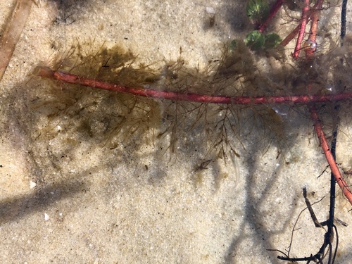 loose watermilfoil