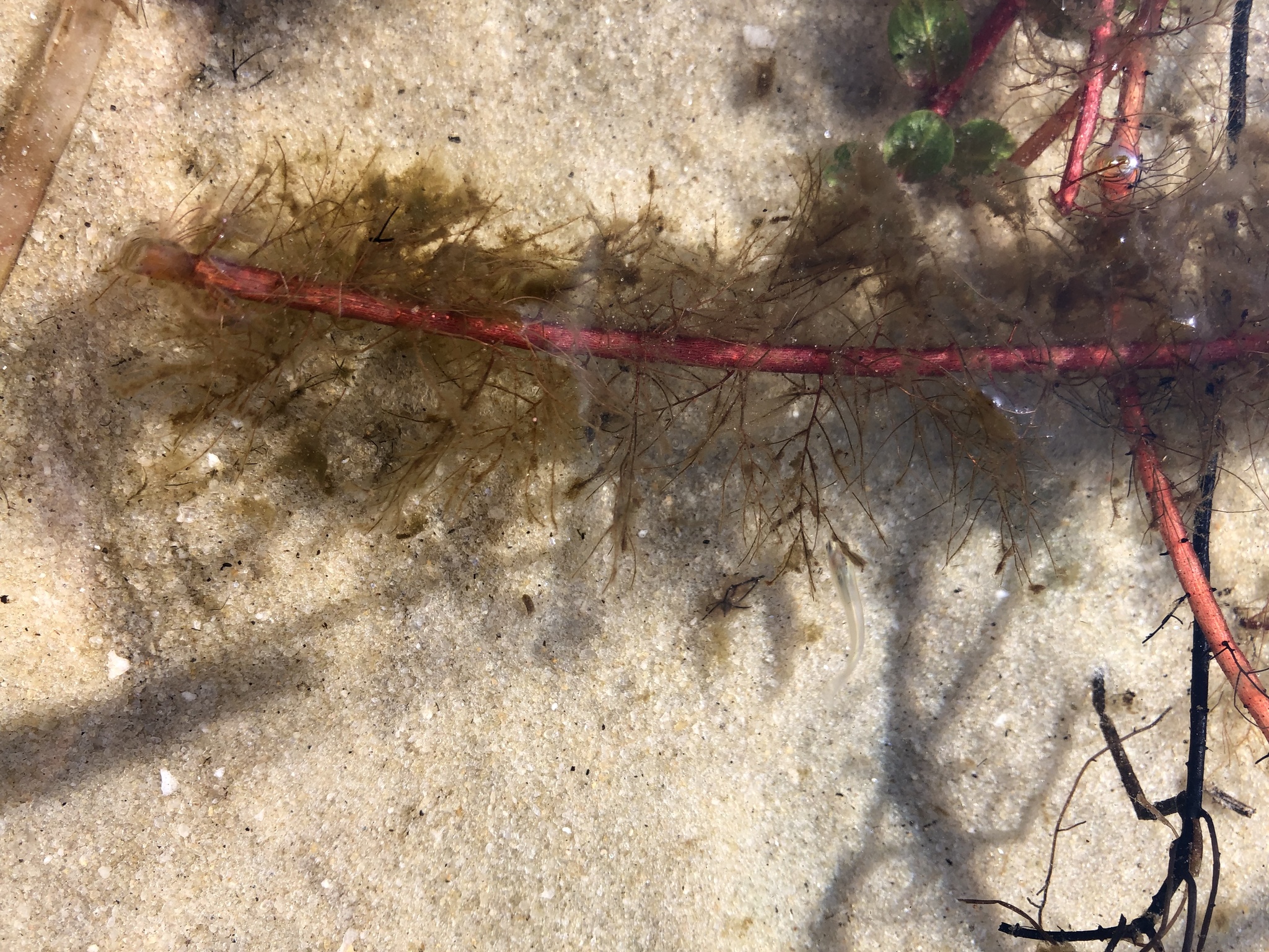 Myriophyllum laxum