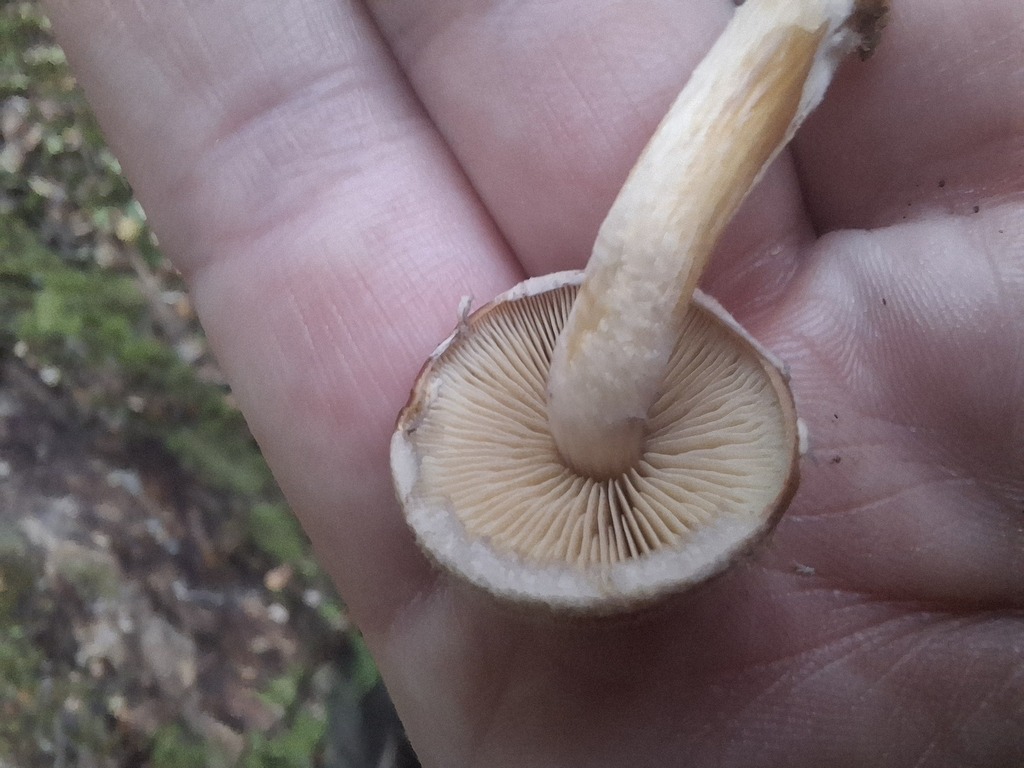 Hypholoma brunneum · May 2025 · photo: © armillariabianca (iNaturalist, cc0)
