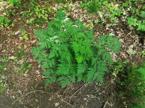 Наблюдение на iNaturalist