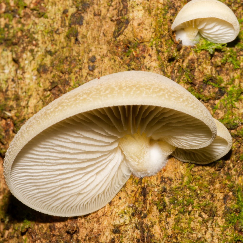 Conchomyces bursiformis · May 2025 · photo: © schneehagen (iNaturalist, cc-by-sa)