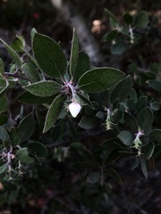 Arctostaphylos rudis
