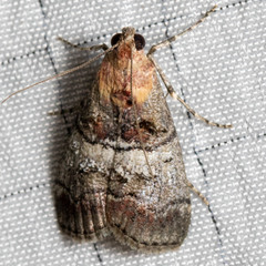 Pococera maritimalis