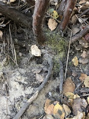 Arctostaphylos rudis