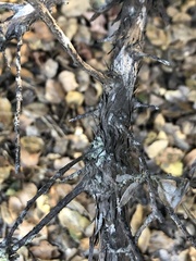 Arctostaphylos rudis