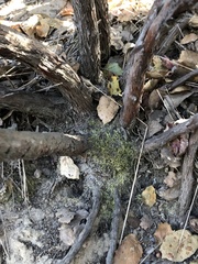 Arctostaphylos rudis