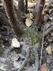 Arctostaphylos rudis