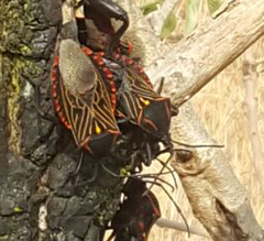 Pachylis pharaonis