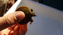 Apalone spinifera spinifera