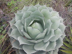Agave ovatifolia