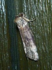 Tetheella fluctuosa