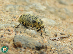 Cratosomus sticticus