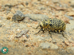 Cratosomus sticticus