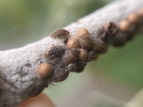 Poplar bark aphid