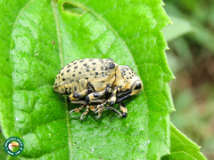 Cratosomus sticticus