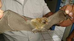 Mormoops megalophylla