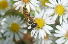 Philanthus
