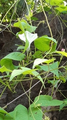 Ipomoea scopulorum