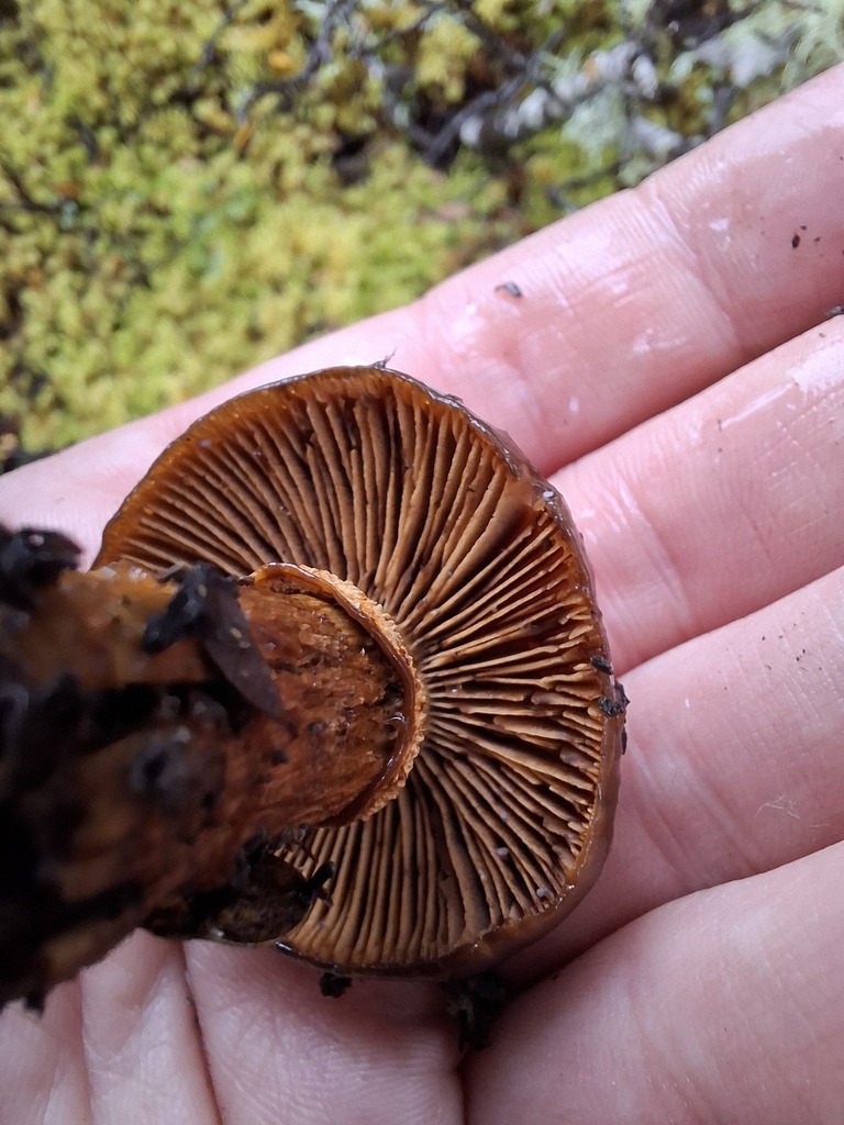 Cortinarius majestaticus · May 2025 · photo: © armillariabianca (iNaturalist, cc0)