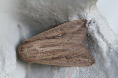 Leucania phragmitidicola