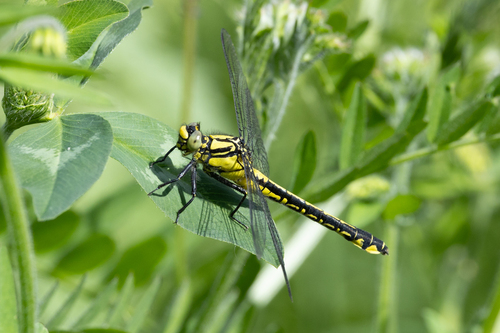 Common Clubtail, Oirschot, Netherlands, photo 4 of 10
