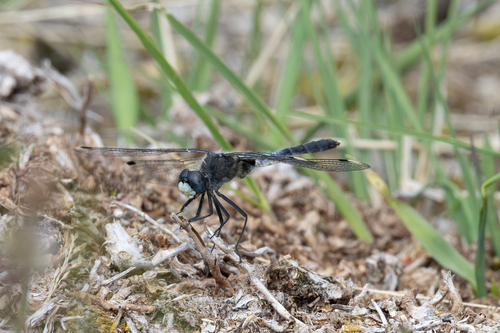 Dark Whiteface, Netherlands, photo 7 of 10