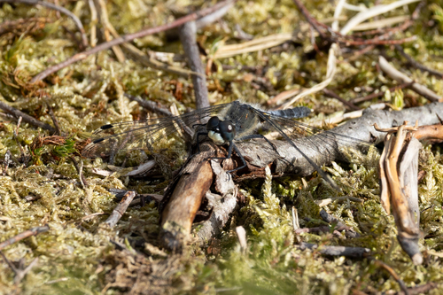 Dark Whiteface, Netherlands, photo 9 of 10