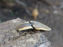 Chalcolepidius zonatus