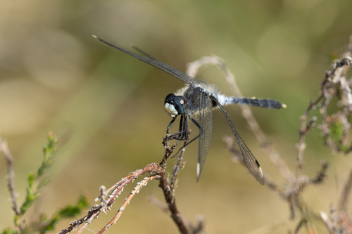 Dark Whiteface, Netherlands, photo 8 of 10