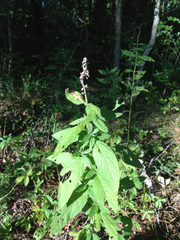 Teucrium canadense canadense