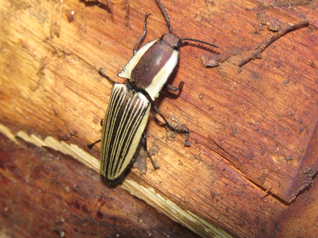 Chalcolepidius zonatus