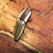 Chalcolepidius zonatus - Photo 由 Diogo Luiz 所上傳的 (c) Diogo Luiz，保留部份權利CC BY-SA