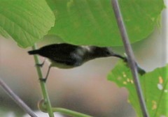 Oedistoma iliolophus