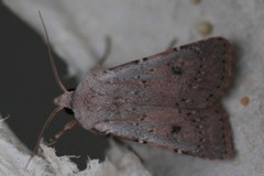 Agrotis vetusta