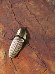 Chalcolepidius zonatus
