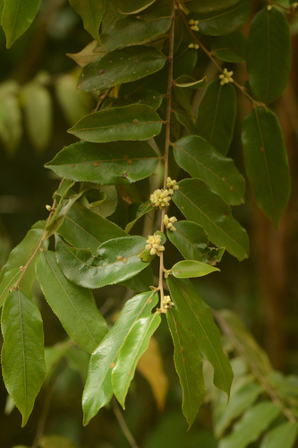 Casearia grandiflora observed 2025-05-18