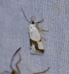 Ponometia dorneri