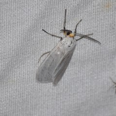 Pygarctia flavidorsalis