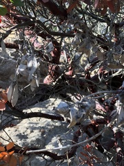 Arctostaphylos pilosula