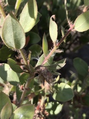 Arctostaphylos pilosula