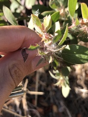 Arctostaphylos pilosula