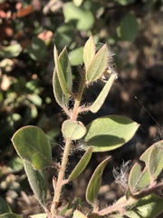Arctostaphylos pilosula