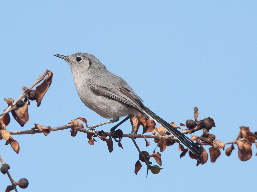 Cuban Gnatcatcher (Polioptila lembeyei) photo