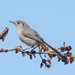 Cuban Gnatcatcher - Photo (c) Wayne Fidler, some rights reserved (CC BY-NC), uploaded by Wayne Fidler