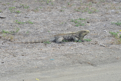 Cyclura nubila