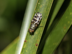 Ceroxys