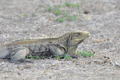 Cyclura nubila