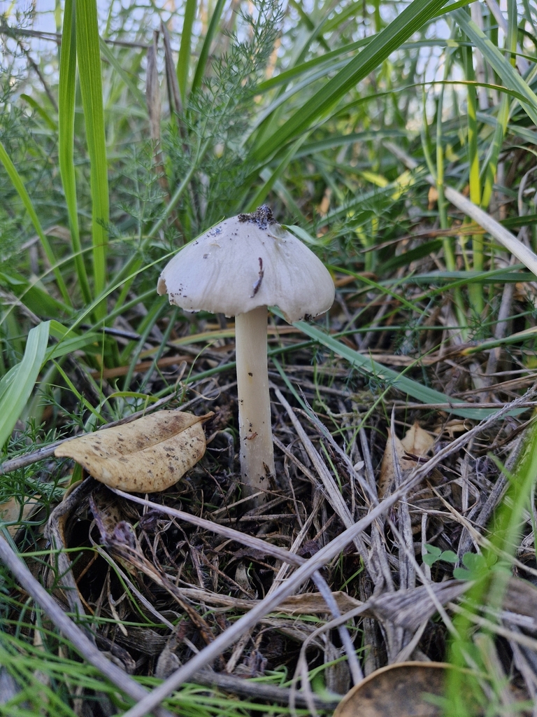 Volvopluteus gloiocephalus · May 2025 · photo: © elise (iNaturalist, cc-by)