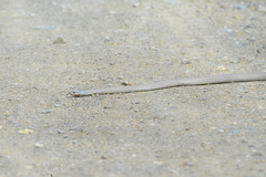 Cubophis cantherigerus